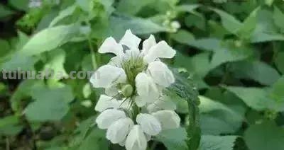 花的花语(100种)