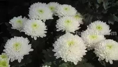 花的花语(100种)