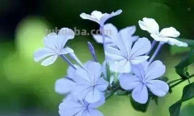 花的花语(100种)