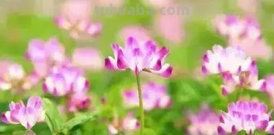 花的花语(100种)