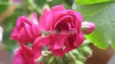 花的花语(100种)