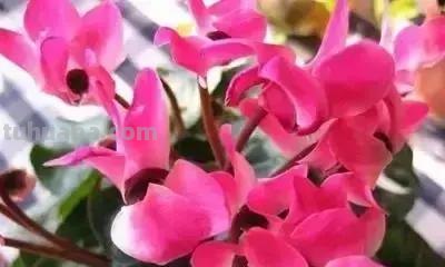 花的花语(100种)