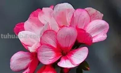 花的花语(100种)