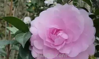 花的花语(100种)