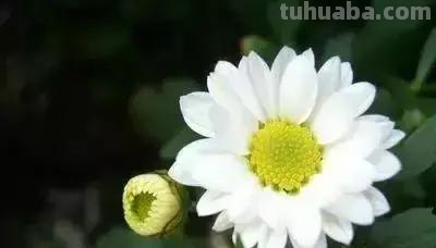 花的花语(100种)