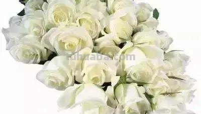 花的花语(100种)