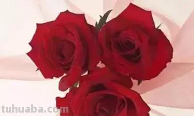 花的花语(100种)