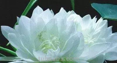 花的花语(100种)