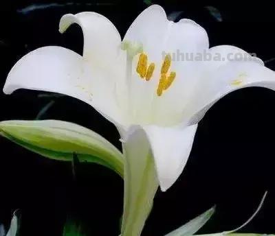 花的花语(100种)