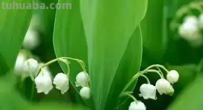 花的花语(100种)