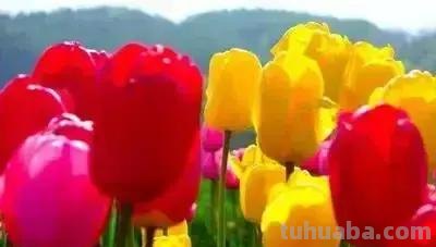 花的花语(100种)