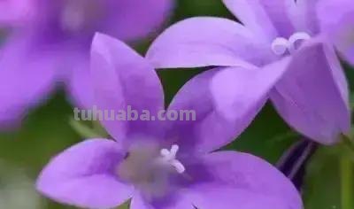 花的花语(100种)