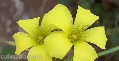 花的花语(100种)