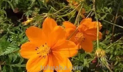 花的花语(100种)