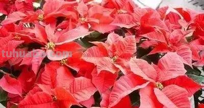 花的花语(100种)