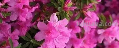 花的花语(100种)