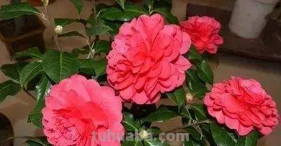 花的花语(100种)