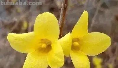 花的花语(100种)