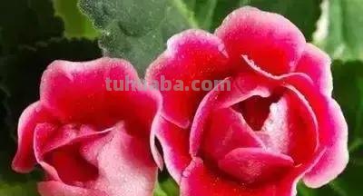 花的花语(100种)