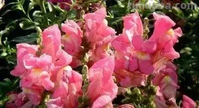 花的花语(100种)