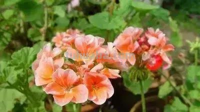 花的花语(100种)