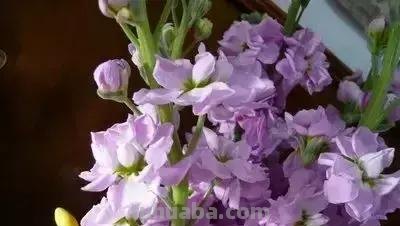 花的花语(100种)