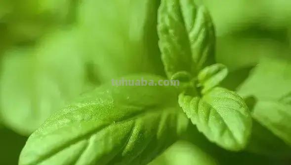 花的花语(100种)