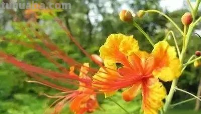 花的花语(100种)