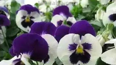 花的花语(100种)