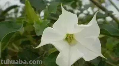 花的花语(100种)