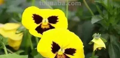 花的花语(100种)