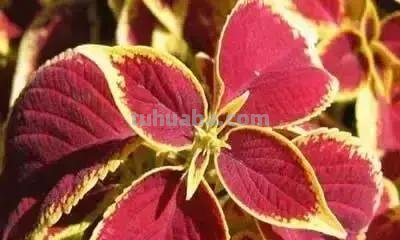 花的花语(100种)