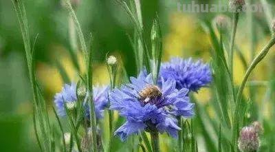 花的花语(100种)