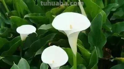 花的花语(100种)