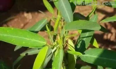 花的花语(100种)