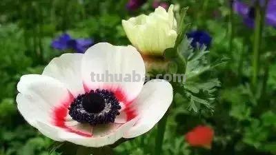 花的花语(100种)