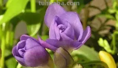 花的花语(100种)