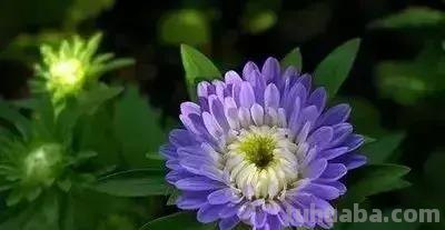 花的花语(100种)