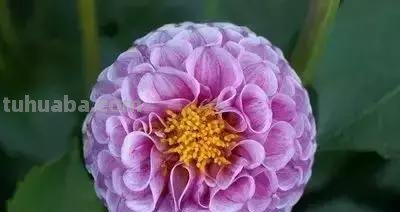 花的花语(100种)