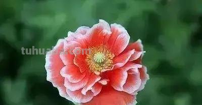 花的花语(100种)