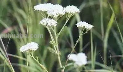 花的花语(100种)