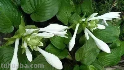 花的花语(100种)