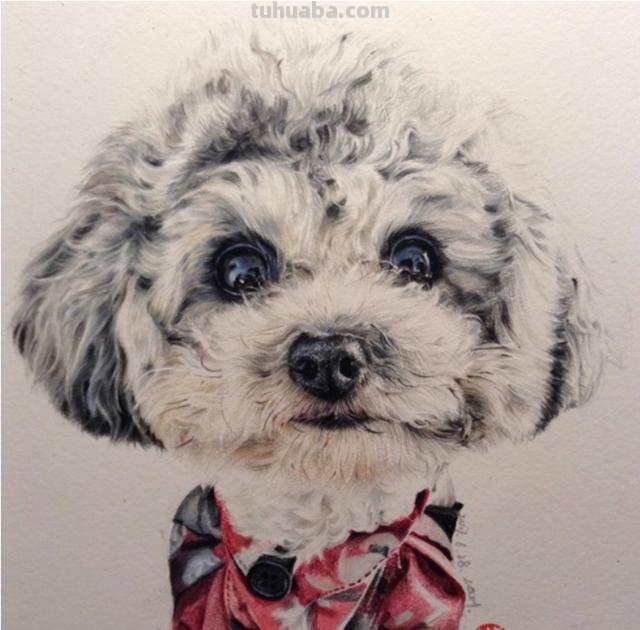 怎么画彩铅素描(怎么画彩铅素描小猫) 怎么画彩铅素描(怎么画彩铅素描小猫)