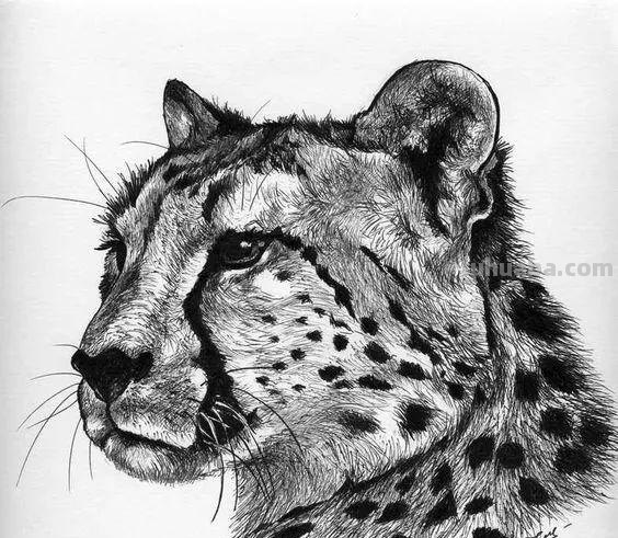 分享一套精美动物素描，值得收藏学习