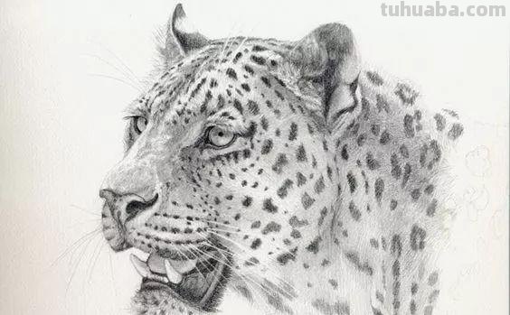 分享一套精美动物素描，值得收藏学习