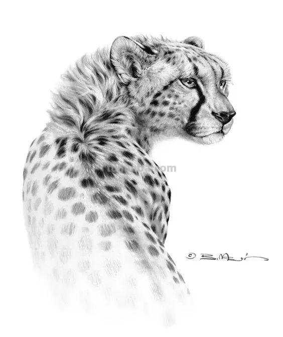 分享一套精美动物素描，值得收藏学习