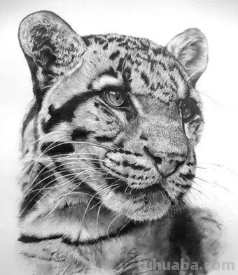 分享一套精美动物素描，值得收藏学习