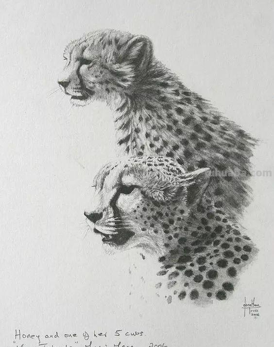 分享一套精美动物素描，值得收藏学习