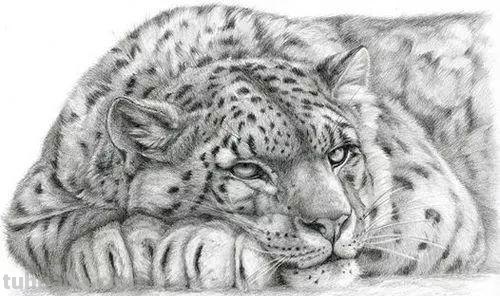 分享一套精美动物素描，值得收藏学习