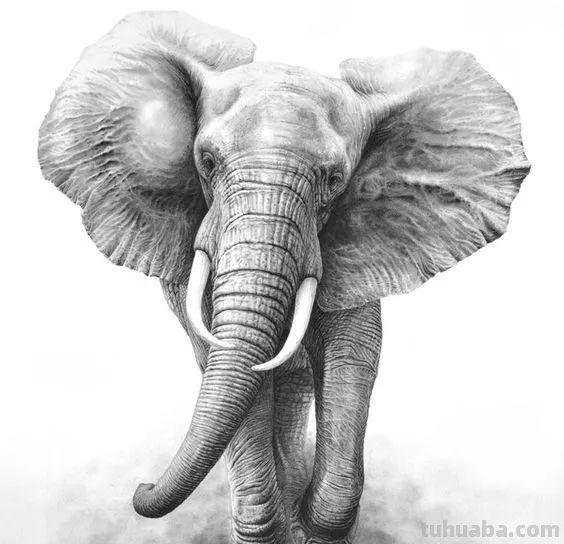 分享一套精美动物素描，值得收藏学习